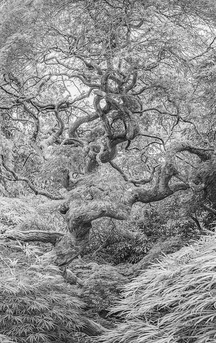 Najlepsze zdjęcia makro 12 edycji konkursu Garden Photographer of the Year 19