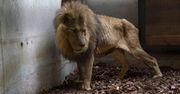 Zaniedbany lew w cyrku. Mieszkał w małej klatce