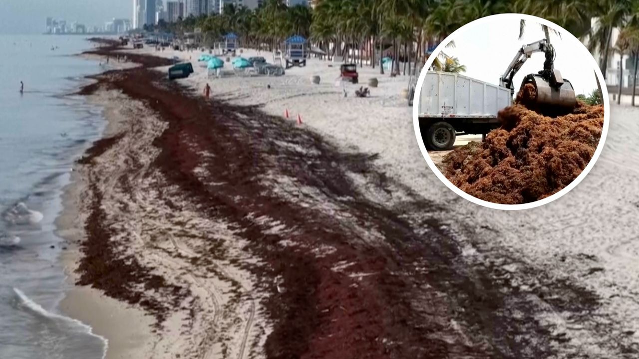 Tak wyglądają plaże w USA. 33 ton glonów nad oceanem