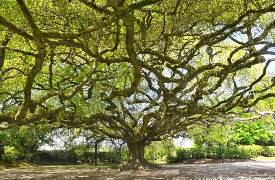 ‘The Weeping Beech of Bayeux