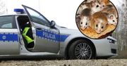 Chcieli wytruć myszy. Przez toksyczny środek nie żyją dzieci