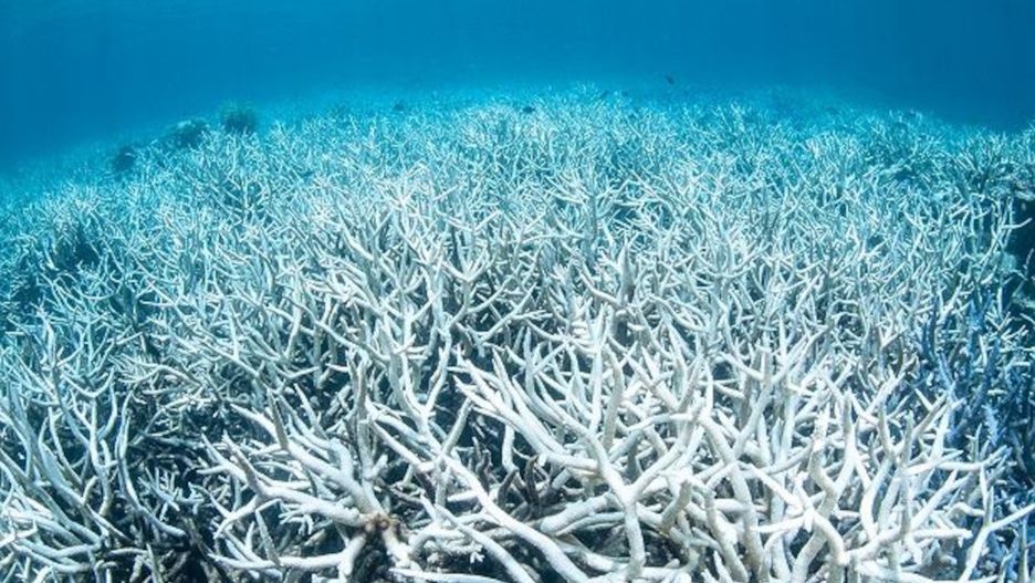 Blaknące korale, jeden z symptomów ocieplenia oceanów