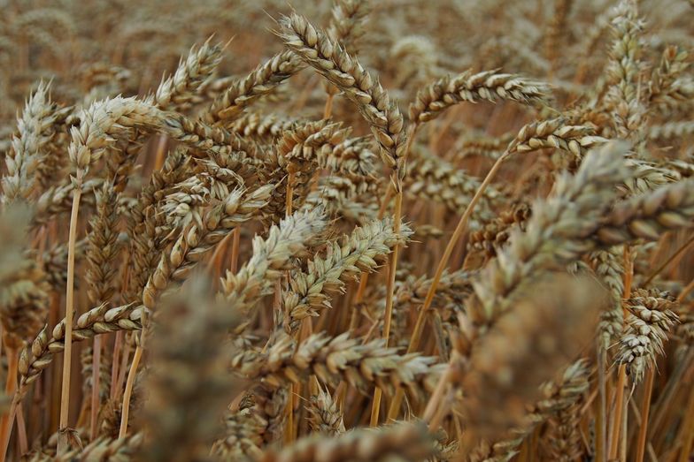 Rolnicy nie chcą sprzedawać zbóż. Cena za niska