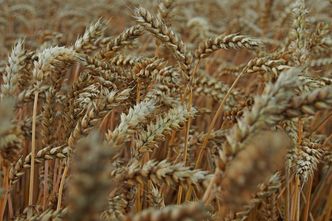 Eksport polskich zbóż spadł. Niemcy wciąż głównym odbiorcą