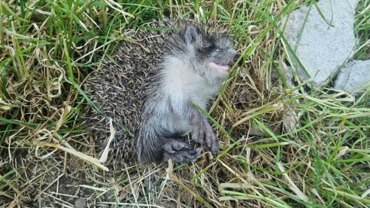 Zabił jeża betonową płytą. 