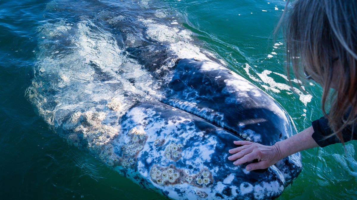 Kobieta głaskająca wieloryba (zdjęcie ilustracyjne) 
