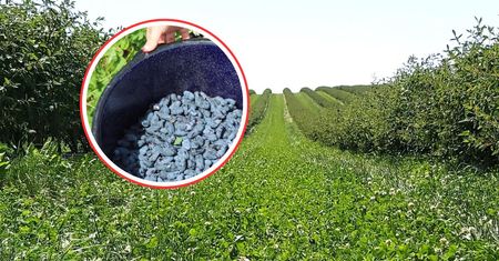 Pełne krzewy czekają. Rolnicy zachęcają do samozbiorów. Oto cena za kg