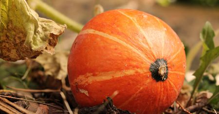 Nie czekaj na mróz. Wytnij to z pomidorów i dyń, by owoce zdążyły dojrzeć