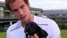 Murray i małe pieski, czyli dzień przerwy w Wimbledonie