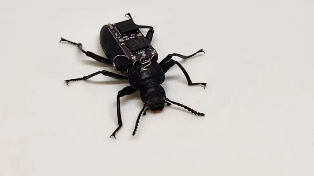 Te owady mają uratować ludzi spod gruzowisk