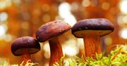 Czy te grzyby są jadalne? Sprawdź, czy zgadniesz po samej nazwie