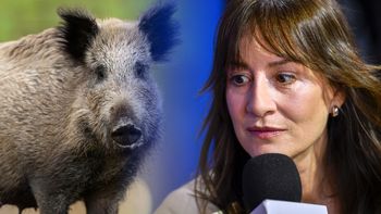 Maja Ostaszewska się myli. Dziki nie uciekają przed strzelbą, tylko idą na łatwy obiad [OPINIA]