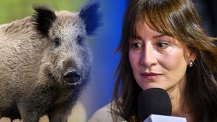 Maja Ostaszewska się myli. Dziki nie uciekają przed strzelbą, tylko idą na łatwy obiad [OPINIA]