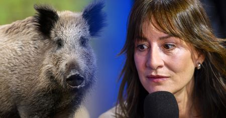 Maja Ostaszewska się myli. Dziki nie uciekają przed strzelbą, tylko idą na łatwy obiad [OPINIA]