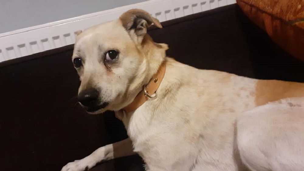 Minka szuka nowego domu