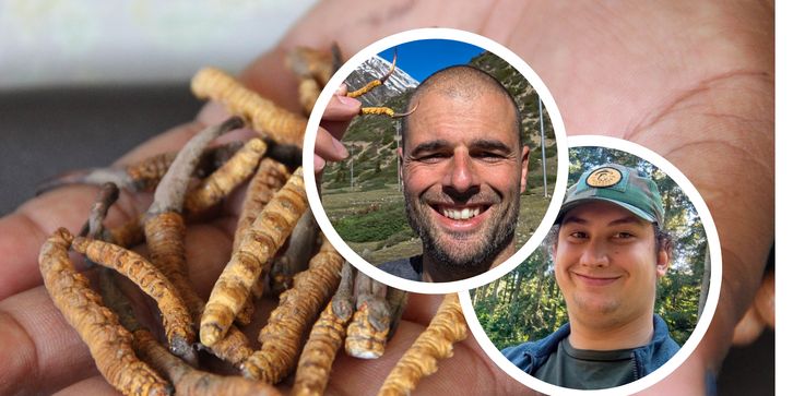 Polak znalazł w Himalajach grzyby warte nawet 400 tys. zł. Mykolog wyjaśnia nam, skąd taka kwota