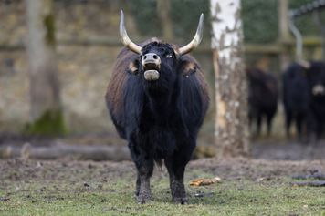 Włochaty gigant żył na Syberii. Naukowcy odkryli nowy gatunek
