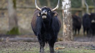 Włochaty gigant żył na Syberii. Naukowcy odkryli nowy gatunek