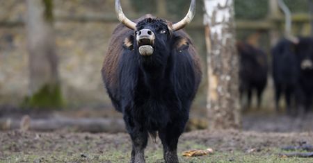 Włochaty gigant żył na Syberii. Naukowcy odkryli nowy gatunek