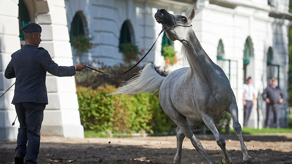 Stadnina koni w Janowie Podlaskim