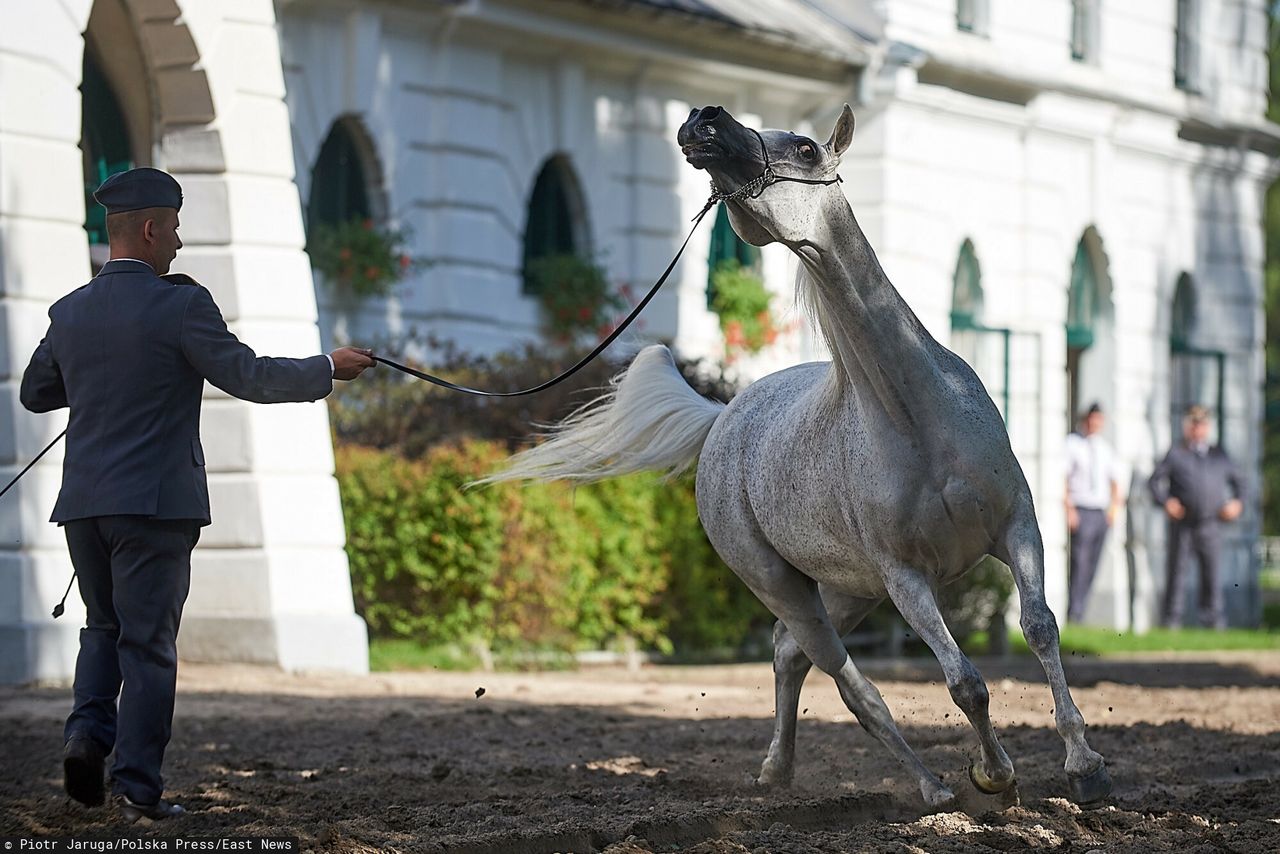 Prokuratura w Janowie Podlaskim. Prześwietla wątek znęcania się nad końmi