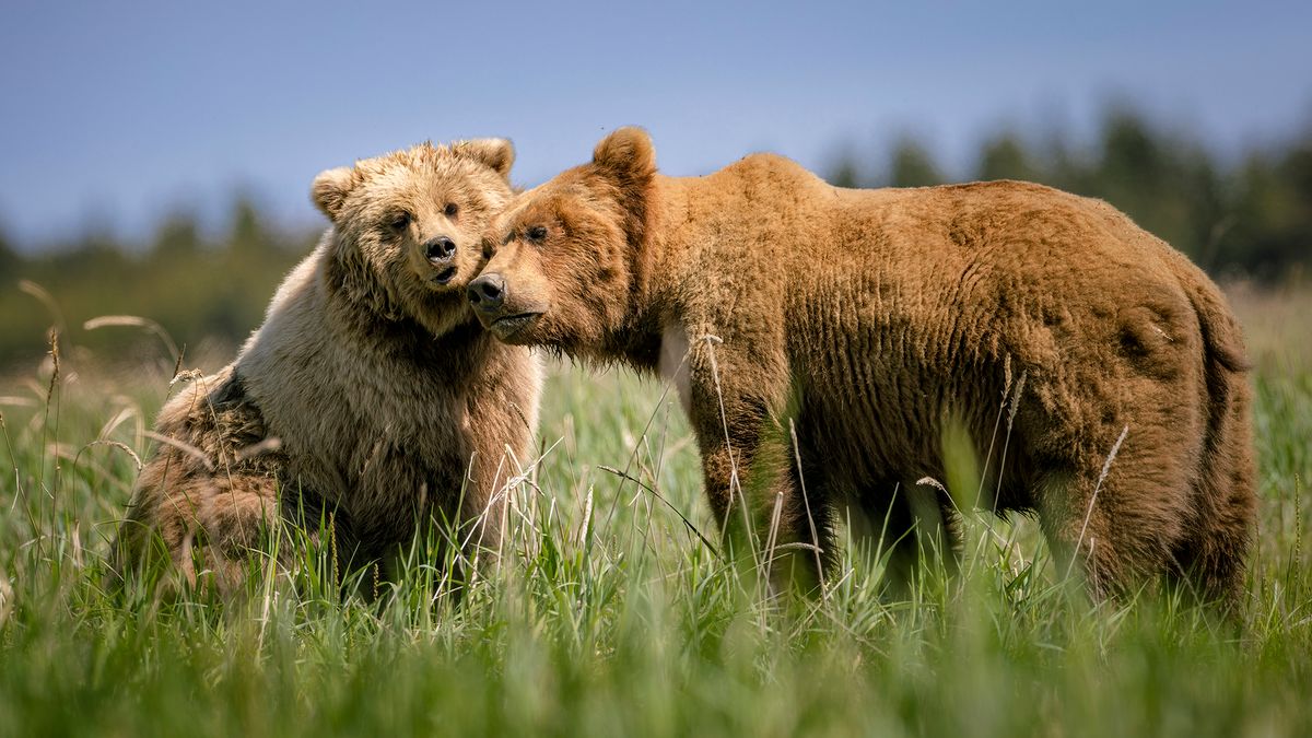 Te niedźwiedzie walczą o miłość. Tak wyglądają ich zaloty 1