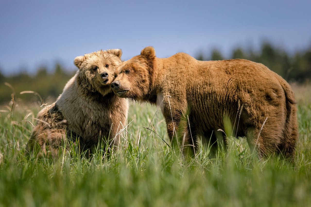 Te niedźwiedzie walczą o miłość. Tak wyglądają ich zaloty