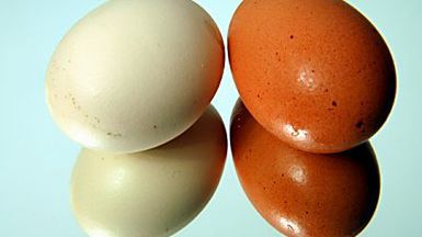 60 mln ton takich jajek rocznie na świecie