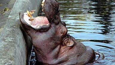 Hipopotam w ZOO