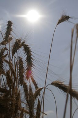 Tropikalne upały w południowej Polsce