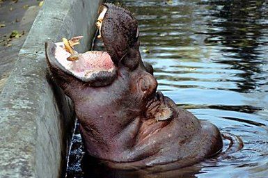 Hipopotam w ZOO
