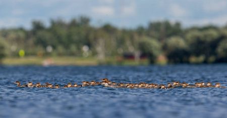 Fotograf dzikiej przyrody ujął kaczkę z… 76 kaczątkami! To fenomen natury