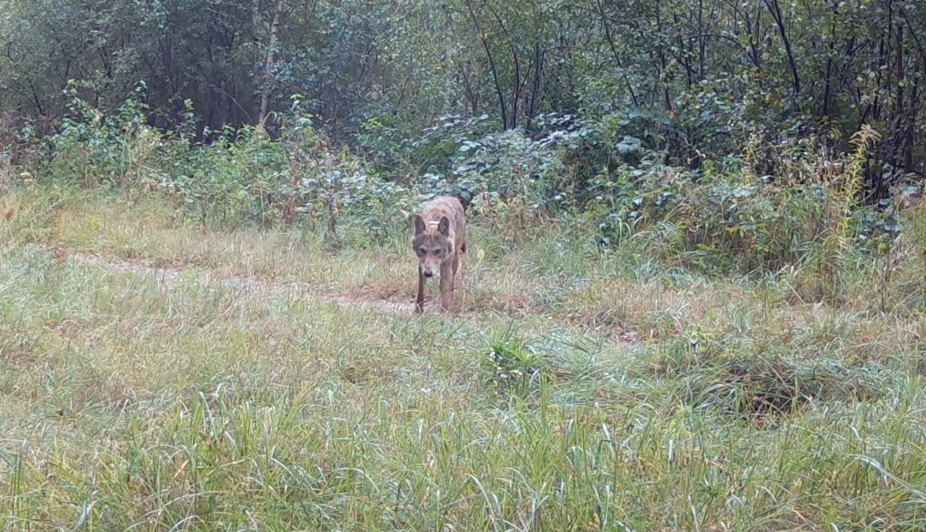 Oto jakie są wilki. Piszą, co zrobił "natychmiast po uwolnieniu"