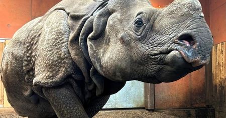 Nowa mieszkanka warszawskiego zoo. Jhansi przyjechała z Berlina