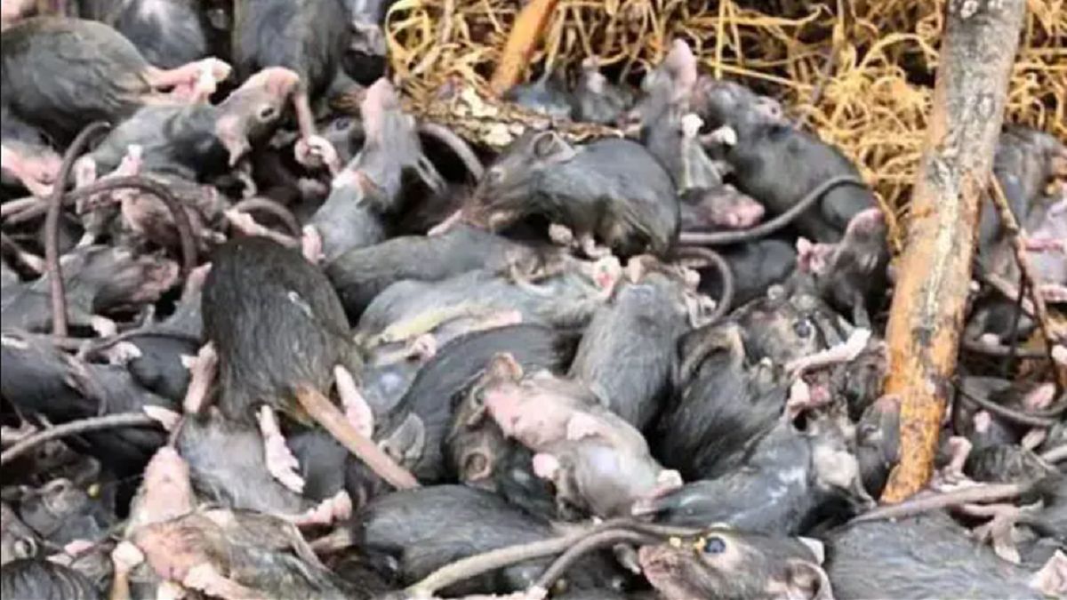 Australia zmaga się z ogromną plagą myszy