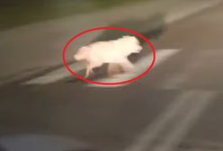 Wilk w centrum miasta. Wbiegł tuż przed maskę radiowozu