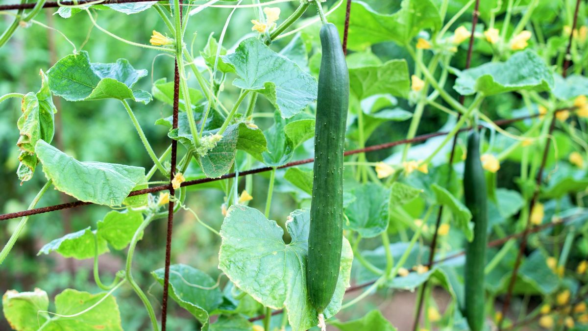 Cucumbers vertical planting. Growing organic food. Cucumbers harvest.
Cucumbers vertical planting. Growing organic food. Cucumbers harvest.
tchara
cucumbers, growing, healthy, green, crop, fresh, young, color, background, natural, image, macro, garden, branch, raw, stem, vine, agricultural, nutrient, hydroponic, farming, vegetables, closeup