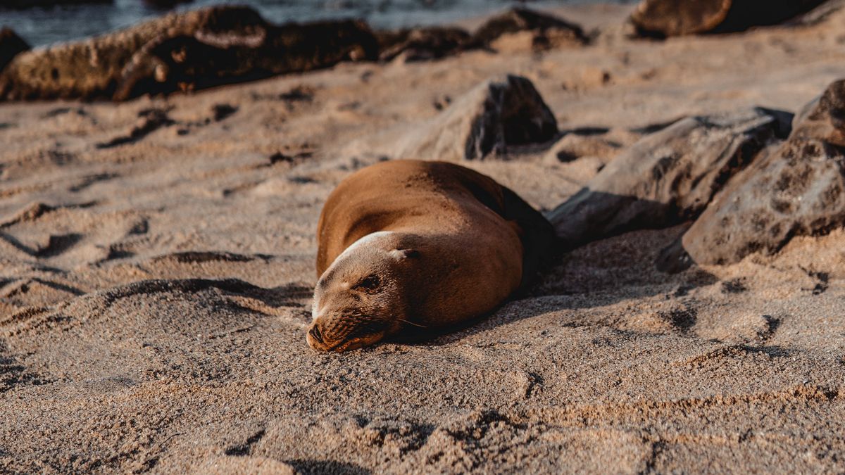 Martwe foki nad Bałtykiem