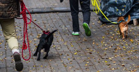 "Zwłoki zwierząt w szafie". Podejrzani o znęcanie się zatrzymani