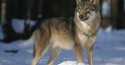 Nadleśnictwo Biłgoraj nagrało przemarsz wilków w śnieżnej scenerii
