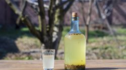 Brzoza - właściwości i napar z liści brzozy, sok z brzozy