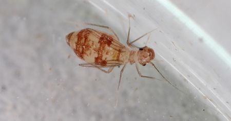 Składają setki jaj w domach. Zwalczaj, gdy zauważysz choć jednego