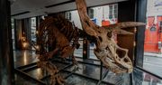 Sprzedadzą szkielet dinozaura. Szacowana cena zwala z nóg