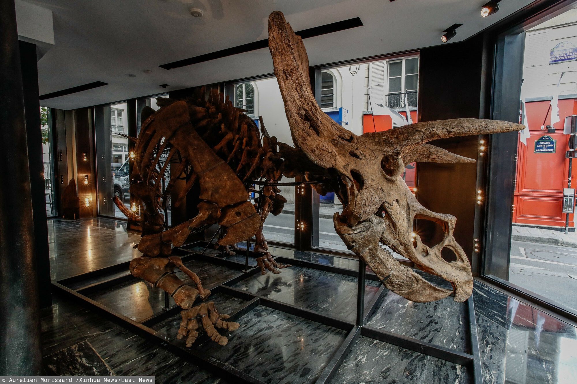 Sprzedadzą szkielet dużego dinozaura