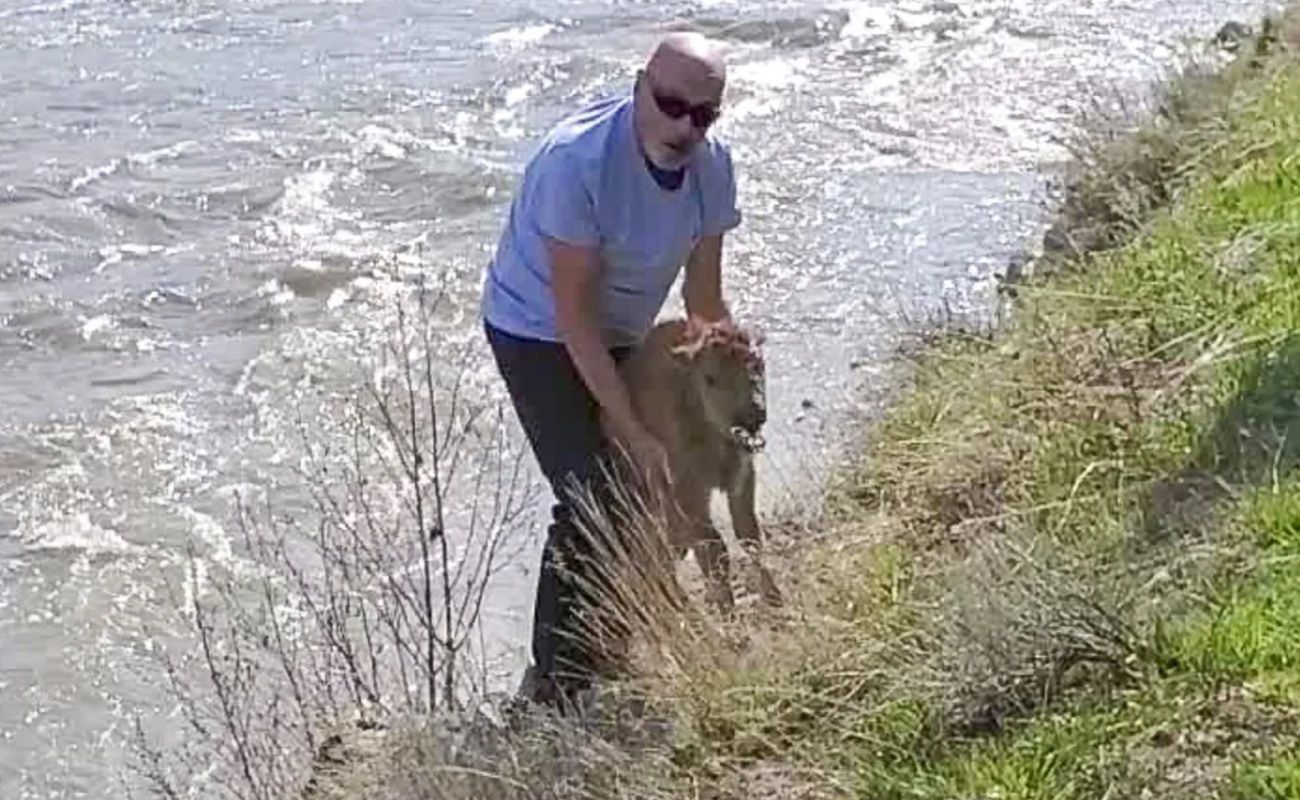 Jeden z gości parku Yellowstone znęcał się nad nowo narodzonym bizonem