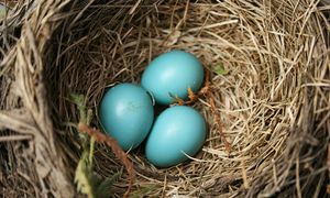 Jak malowane. Leśnicy pokazali zdjęcie ptasich "pisanek"