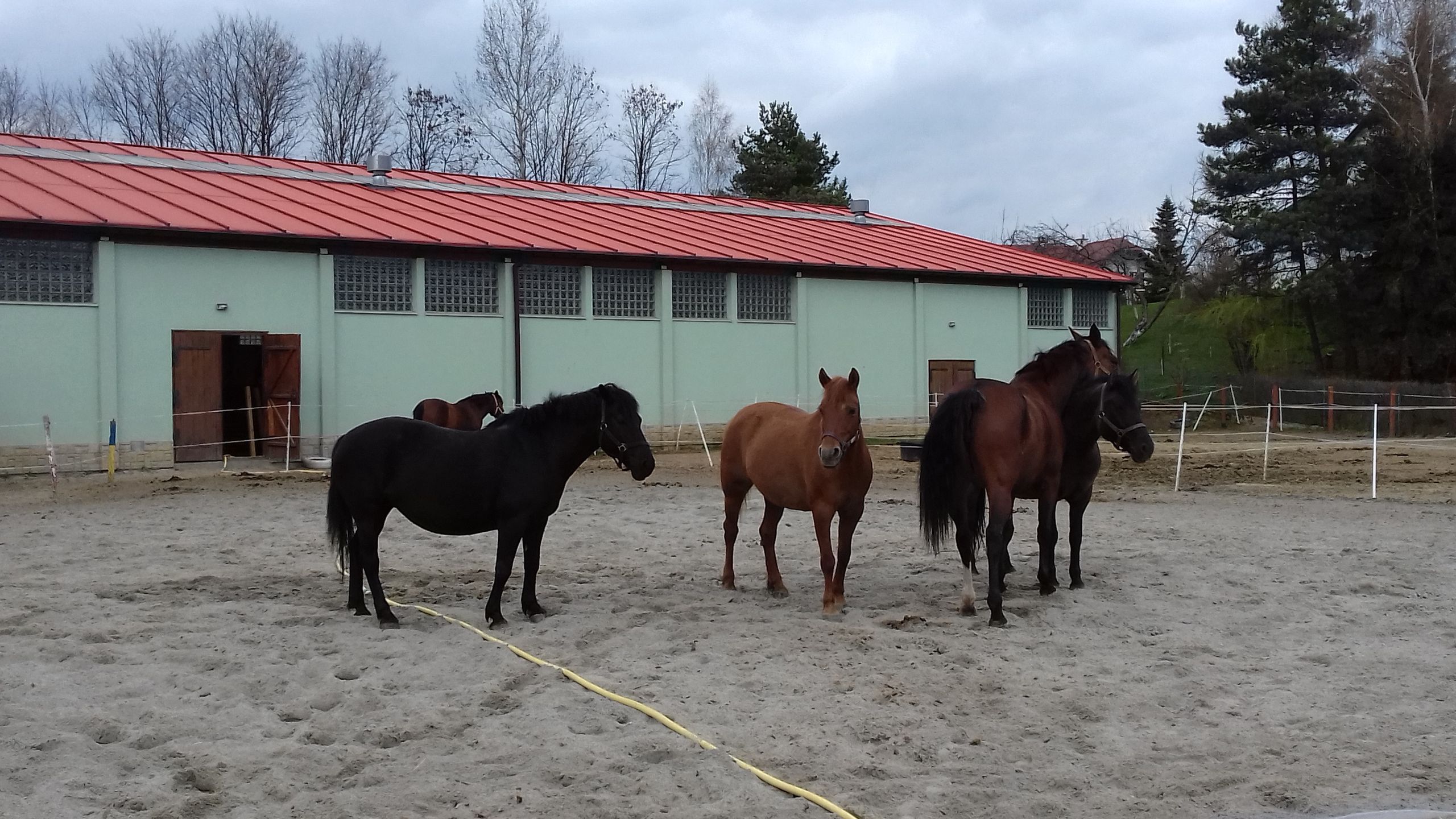 Konie w ośrodku hipoterapii w Stróżach 