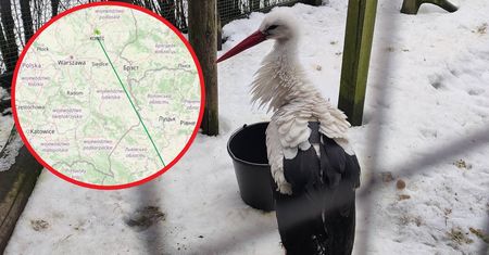 Badacz przeanalizował podróż Krutka. "Dość nietypowe dla bocianów"