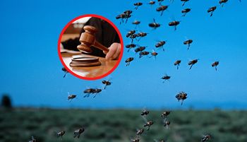 Zginęło 7,5 mln pszczół. Taką karę dostał rolnik