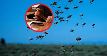 Zginęło 7,5 mln pszczół. Taką karę dostał rolnik